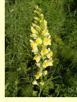 Льнянка обыкновенная (Linaria vulgaris Mill) Льнянка обыкновенная (Linaria vulgaris Mill)